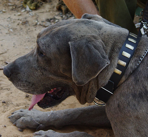 Appalling Leather Dog Collar With Brass Plates-Wide Well-Fitted Dog Wear