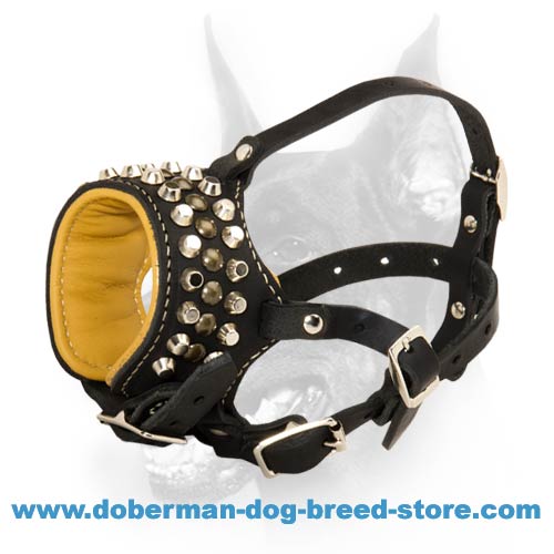 Doberman og Nappa Padded Muzzle with Amazing Studs