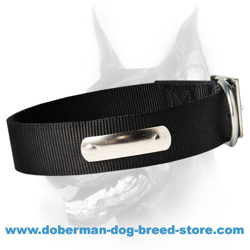 Looking for 2 Ply Nylon Dog Collar w/h name tag/Metal Buckle
