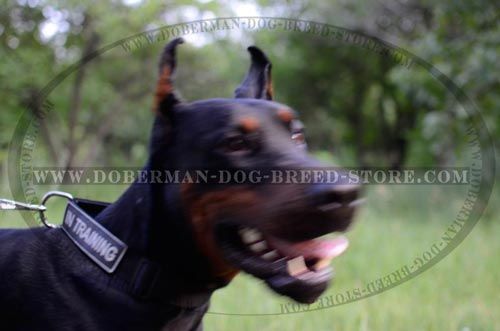 Strong Nylon Dog Collar With Identification Patches for Doberman