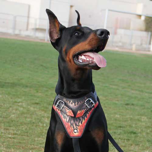 Gorgeous Hand Painted Leather Harness for Doberman Pincher