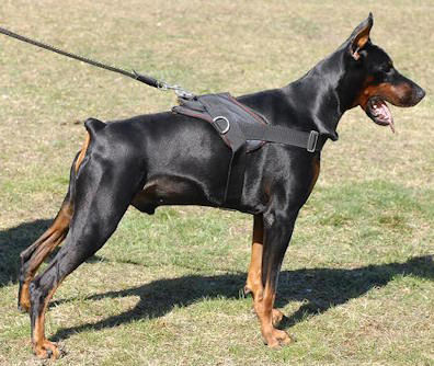 Doberman Harness