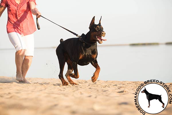 Doberman leather leash with rustless hardware for improved control