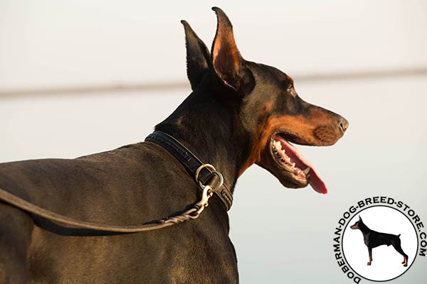 Doberman leather leash with rust-free brass plated hardware for safe walking