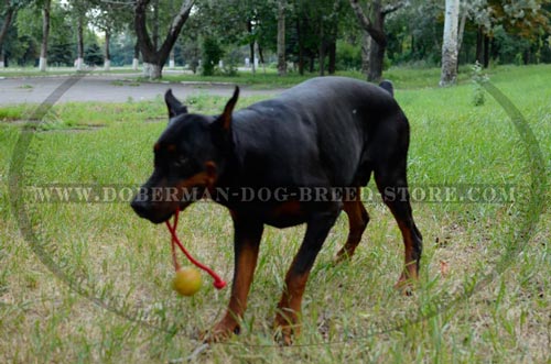 Perfect Dog Toy for Dobermans