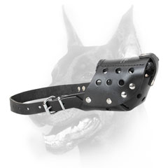 Perfect Doberman Muzzle for vet/groomer visiting
