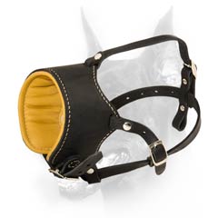 Gorgeous Doberman dog muzzle