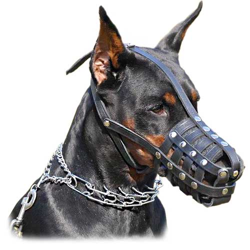 Aggressive Dog Muzzle - Goldenacresdogs.com