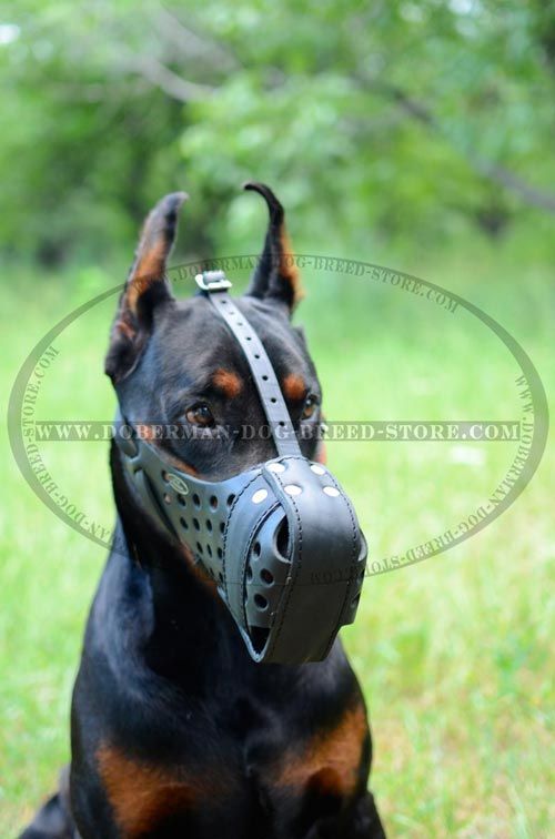 Safety Walk Doberman Dog Muzzle