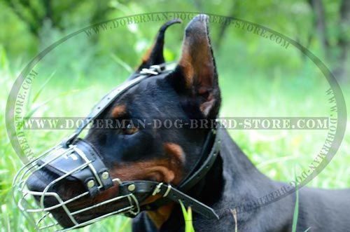 Walking Doberman Dog Muzzle