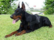 nylon dog harness for Doberman