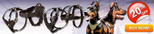 Exculsive Doberman Harnesses For Good Price