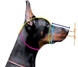 How to measure your dog