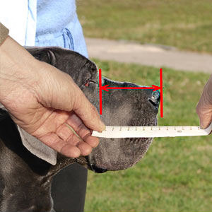 Take right measurements of your dog