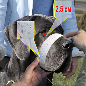 Measuring your dog for good fit muzzle