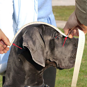 Your dog's regular snout measurements