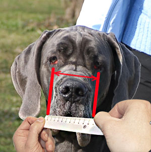 This is a regular was of measuring your dog