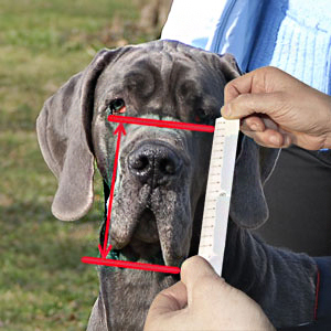 Study how measure your dog's snout