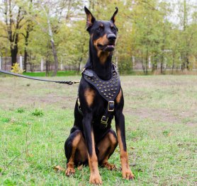 Articles about Doberman