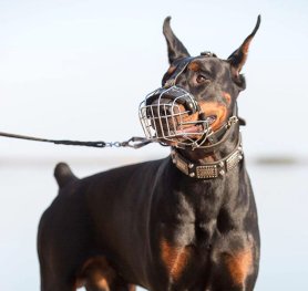 Measure your Dobie for the correct muzzle size